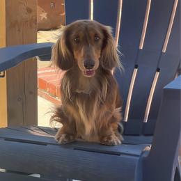 Hunter - Dachshund