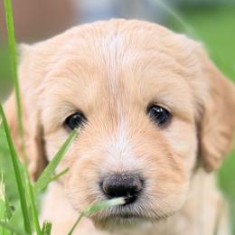 Bearded Retrievers and Labradoodles from Old Mission Retrievers