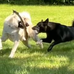 Taboo - Norwegian Buhund