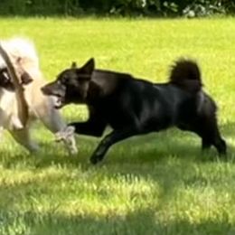 Taboo - Norwegian Buhund