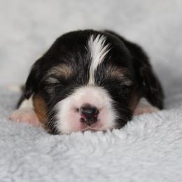 Bamm-Bamm (fluffy, TC, BC) - Black and tan male Pembroke Welsh Corgi puppy in Goliad, Texas from Rogers’ Fluffy Butt Corgis