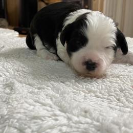 Yellow - Black and white female Aussiedoodle puppy in Spring Hill, Tennessee from Duke's Mini & Toy Australian Shepherds & Aussiedoodles