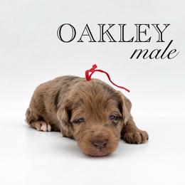 Oakley - Red merle male Aussiedoodle puppy in Claremont, North Carolina from Magnolia Grove Farms