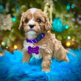 Cotija - Apricot female Cavapoo puppy in Palm Beach County, Florida from Benji’s Cockapoos