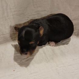 Princess - Black and white female Havanese puppy in Tarrant County, Texas from Jerico Havanese