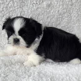 Cassidy - Black and white male Shih Tzu puppy in Waynesboro, Pennsylvania from Big Win Shih Tzus