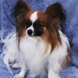 Papillons from Kalisse Papillons