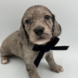 Lighter Black Dapple Male - Dapple male Dachshund puppy in North Branch, Michigan from Doxie View Acres