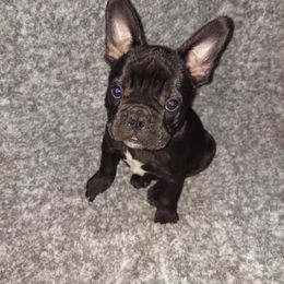 French Bulldog Puppies from Absolute Frenchie Connection