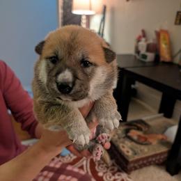 Boy 1 - Red male Shiba Inu puppy in Rohnert Park, California from Shiba Inn