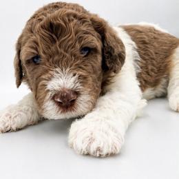 Bandit - Parti male Saint Berdoodle puppy in Beach, North Dakota from Badland St. Berdoodles LLC
