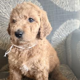 Rosemary - White - Red  Goldendoodle puppy in Stansbury Pk, Utah from My Doods