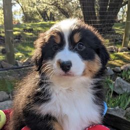Australian Shepherds from The Mead Ranch