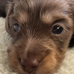 Sean - Chocolate and tan male Dachshund puppy in Oregon from SoCo Dachshunds