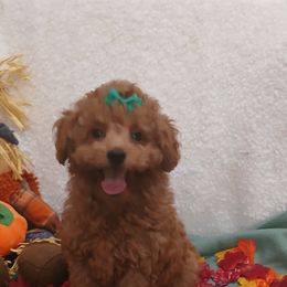 Havanese and Poodle Puppies from Faithful Hearts Kennel