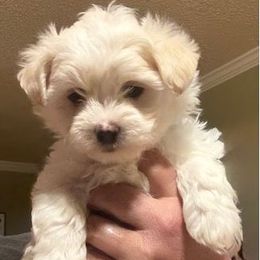 Boy 3 - Green Collar - White Maltese puppy in Conover, North Carolina from Fisher's Pup-cakes