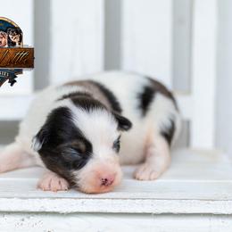 Jewel - Blue merle female Miniature American Shepherd puppy in Granbury, Texas from Best Little Aussies