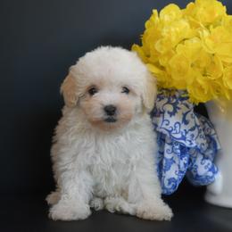 Snow Belle (AKC) - White female Poodle puppy in Rainbow City, Alabama from Misioh Poodles