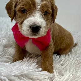Pink Male - Apricot male Goldendoodle puppy in Great Falls, Montana from Montana Goldendoodles