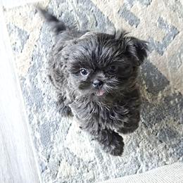 Shih Tzu Puppies from Beirin Breige Shih Tzus