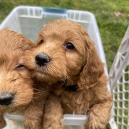 Goldendoodle Puppies from Coal Country Doodles
