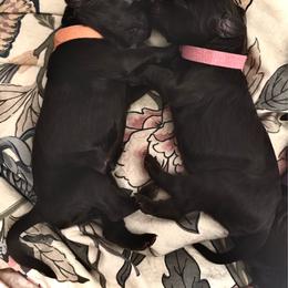 Sweet Pink Baby - Dark brown female Boykin Spaniel puppy in Bowling Green, Kentucky from Drakes Creek Boykins LLC