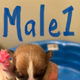 Boy 1 - Red male Pembroke Welsh Corgi puppy in Wellfleet, Nebraska from RK Corgis