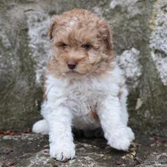 Caramel Girl - Red female Whoodle puppy in West Bend, Iowa from Blue Skies Terriers