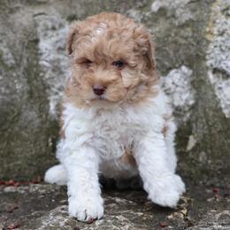 Caramel Girl - Red female Whoodle puppy in West Bend, Iowa from Blue Skies Terriers