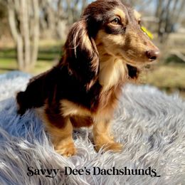 Cinnabon - Dachshund