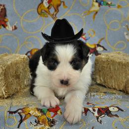 Australian Shepherd Puppies from Dovehawk Australian Shepherds