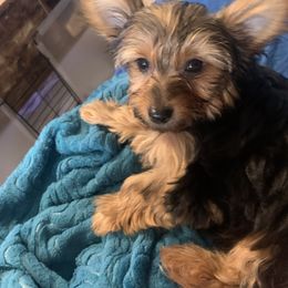 Yorkshire Terrier Puppies from Cutest AKC AZ Yorkies