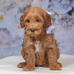 Purple Collar Girl - Caramel female Australian Labradoodle puppy in Statesville, North Carolina from Rose Cottage Labradoodles