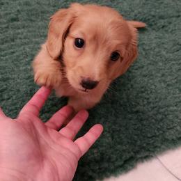 Dachshund Puppies from Queen City Dachshunds