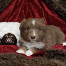 Australian Shepherd Puppies from AussieLand Shepherds