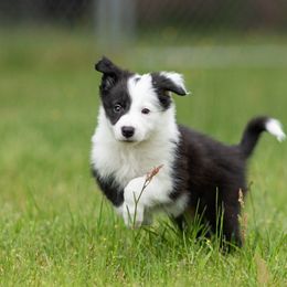 Border Collie Puppies from High Point Border Collies