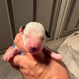 Boy 1 - White and black male Dalmatian puppy in Claremore, Oklahoma from Lotsofdots Dalmatians