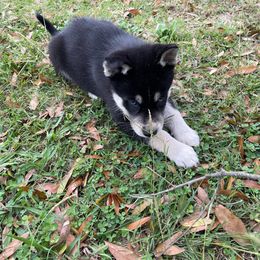 Siberian Husky Puppies from Dacogetic