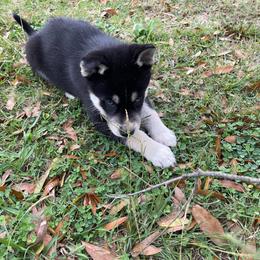 Siberian Husky Puppies from Dacogetic