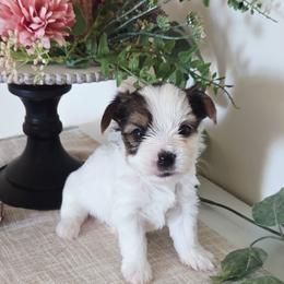 Franklin - Parti male Yorkshire Terrier puppy in Clarksburg, Indiana from Hidden Gems Parti Yorkies