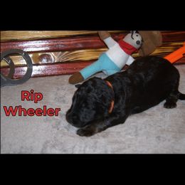 German Shepherd Puppies from Walker Family Shepherds LLC