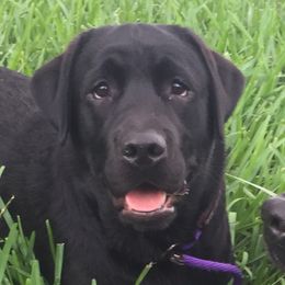 Kiki - Labrador Retriever