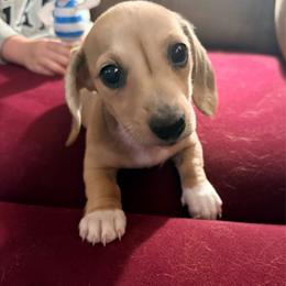 Lisa Marie - Cream female Dachshund puppy in Lexington, Oklahoma from BooneDox Miniature Dachshunds