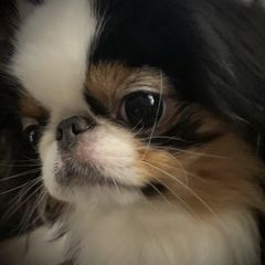 Miko - Japanese Chin