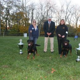 Rottweiler All Grown Up from Vom Wesburg Rottweilers