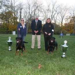 Rottweiler All Grown Up from Vom Wesburg Rottweilers