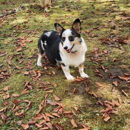 Fancy - Pembroke Welsh Corgi