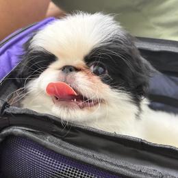Jack - Black and white male Japanese Chin puppy in Austin, Texas from Shiisaa Chins