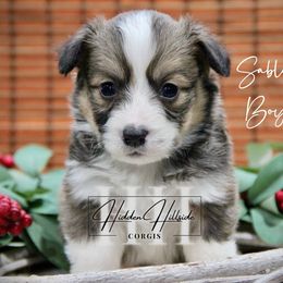 Sable Fluff Boy 2 - Tail - Sable male Pembroke Welsh Corgi puppy in Locust Grove, Oklahoma from Hidden Hillsides Corgis
