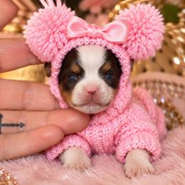 Cherie - Chocolate, tan and white female Yorkshire Terrier puppy in Warren, Michigan from Danielle's Yorkie Babies